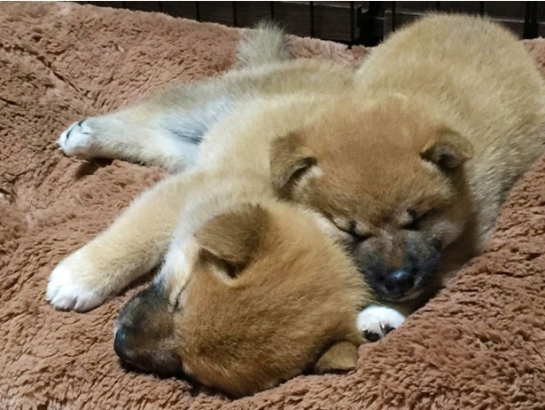 仲良し柴犬親子“たま＆ミケ”