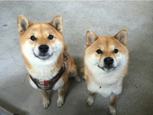 仲良し柴犬親子“たま＆ミケ”