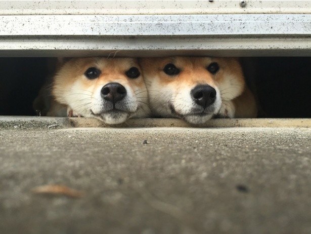 仲良し柴犬親子“たま＆ミケ”