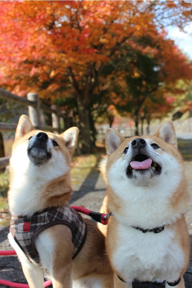 仲良し柴犬親子“たま＆ミケ”