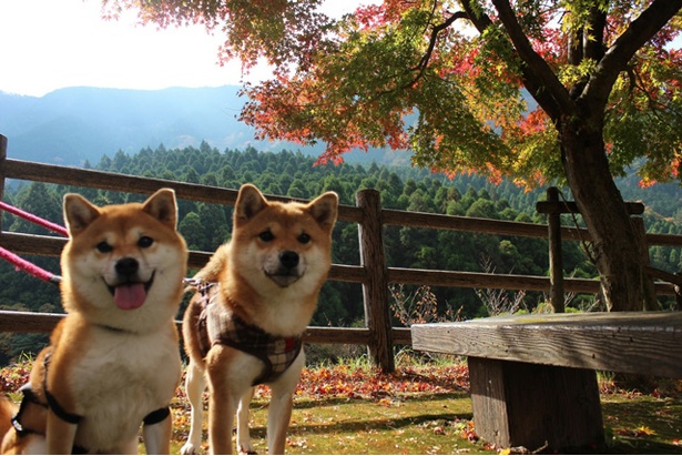 仲良し柴犬親子“たま＆ミケ”
