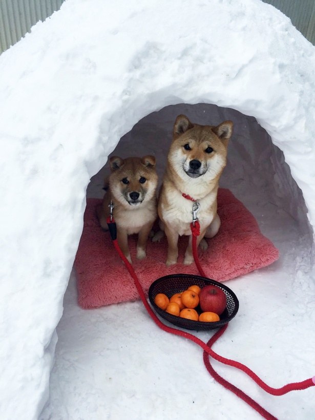 仲良し柴犬親子“たま＆ミケ”