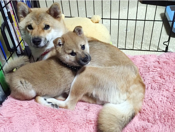 仲良し柴犬親子“たま＆ミケ”