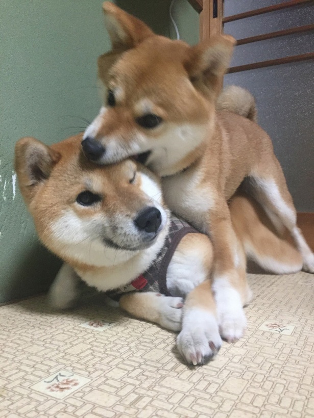 仲良し柴犬親子“たま＆ミケ”