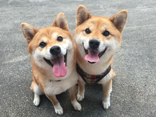 【写真特集】世界中が胸キュン！柴犬親子“たま＆ミケ”のかわいすぎる画像40連発