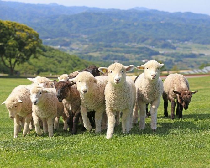 千葉・マザー牧場で迫力満点のイベント「ひつじの大放牧」が開催！朝から楽しめるシルバーウィークのおでかけ先