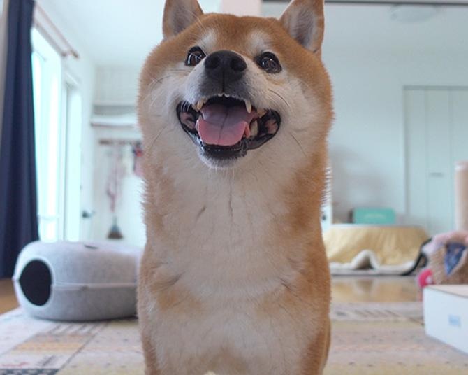 柴犬・はちくんのまったり日常♪病院の付き添いに、早めの冬支度、苦手なあいつが落ちてくるアクシデントも!?
