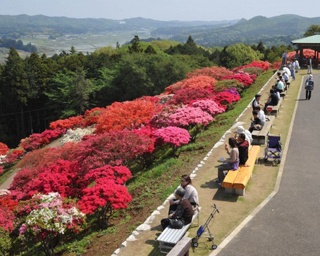 笠間つつじ公園 茨城県 の情報 ウォーカープラス