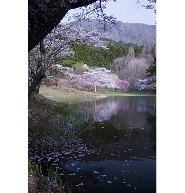半田沼に映る満開の桜が幻想的