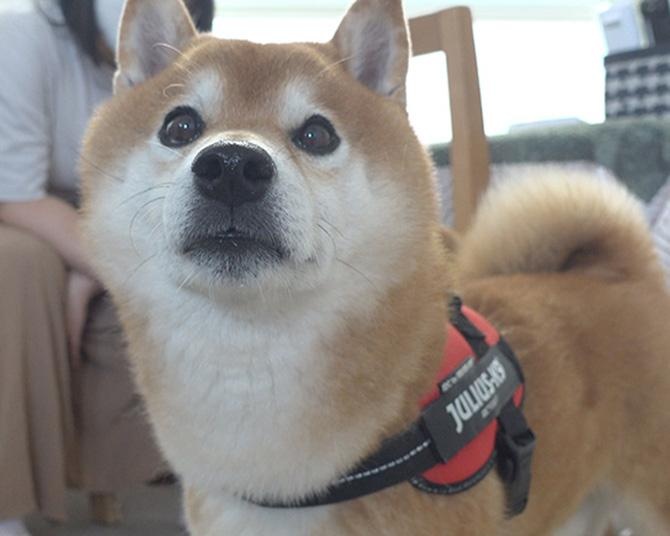いつも表情豊かな柴犬のはちくん、物足りない散歩の“おかわり”を目で訴える！