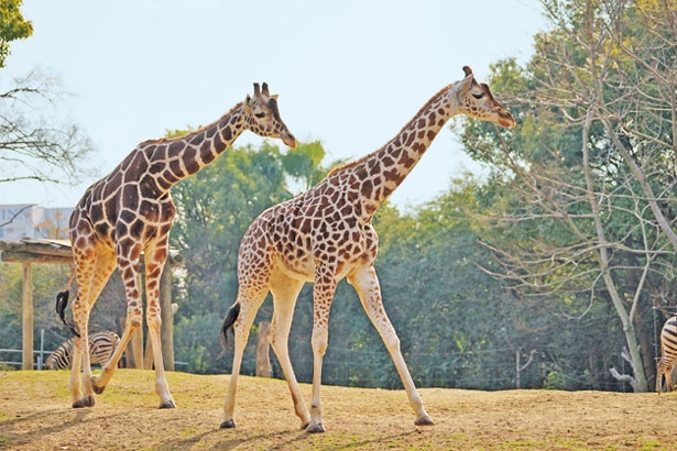 大人も子供も安心して楽しめるスポット 天王寺動物園はレストランメニューもキュート ウォーカープラス