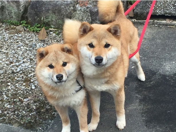 いつでもどこでもぴったり密着！ラブラブ度合いが何とも微笑ましい