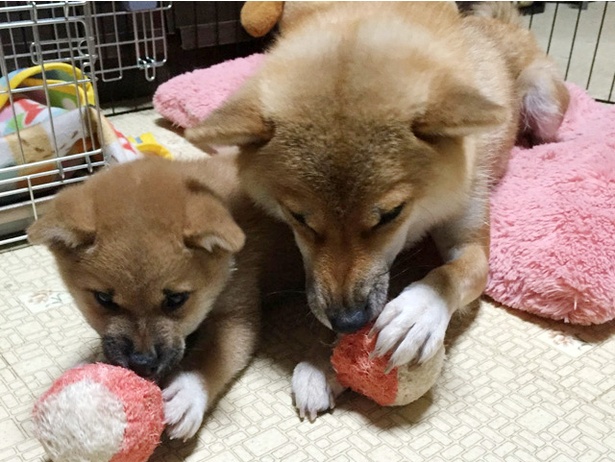 さすが母娘！おもちゃをガジガジして遊ぶ姿もそっくり