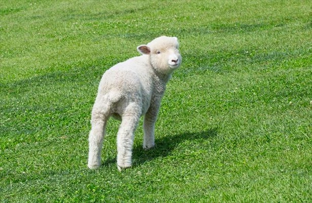 初夏のマザー牧場は羊のイベントが豊富！