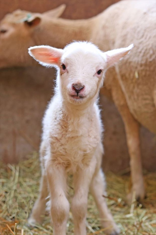 マザー牧場では、2・3月に生まれたばかりの赤ちゃん羊も登場