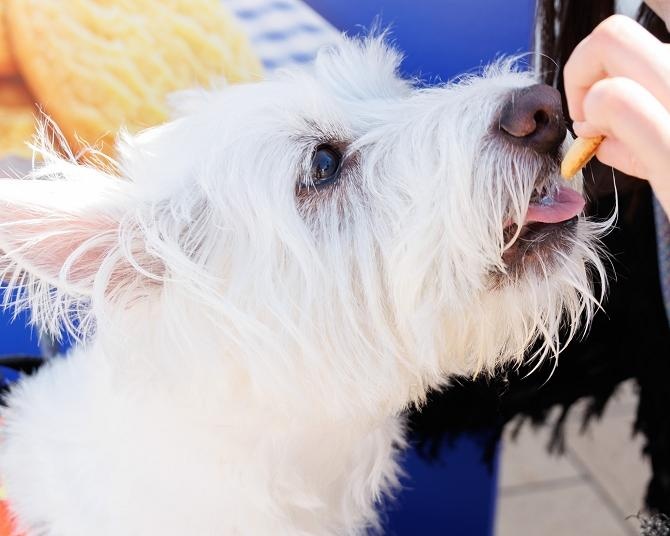 愛犬と「同じおやつ」をパクリ！横浜赤レンガ倉庫で体験した森永製菓「ひととペットプロジェクト」の魅力とは