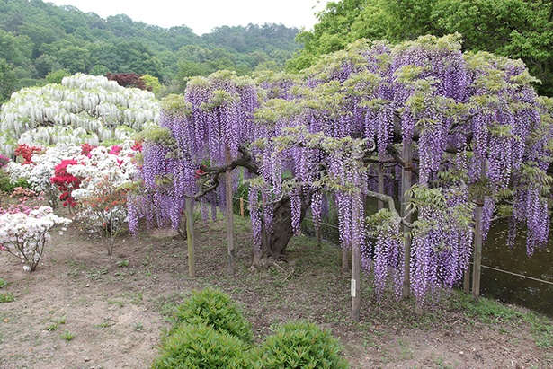 あしかがフラワーパーク園内の一部