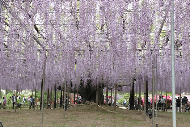 県の天然記念物に指定されている大藤