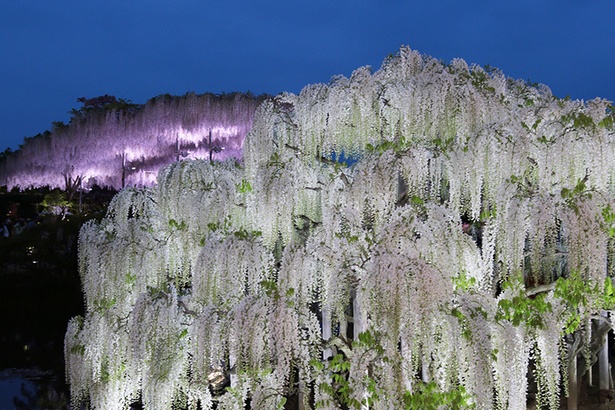 ライトアップされた藤の花