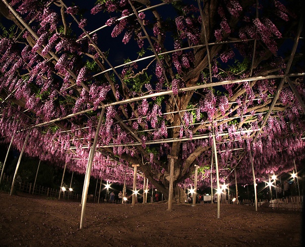 葡萄の房のような花をつける八重藤のライトアップ