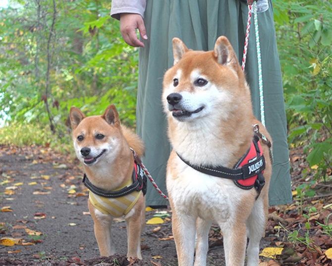 人気YouTuberの柴犬・はちくん　公園を散歩中に聞こえてきたのは、女性の悲鳴…!?