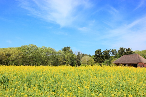 国営ひたち海浜公園では4月下旬までは菜の花が見頃
