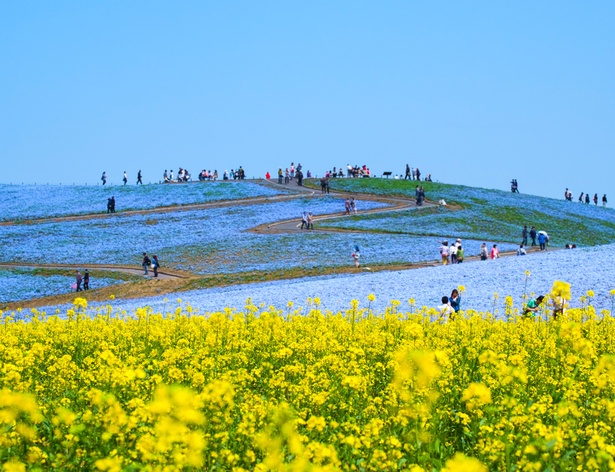 サイクリングコー スや観覧車などもある国営ひたち海浜公園