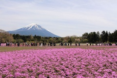 一面に咲く芝桜と富士山の雄姿を同時に楽しめる