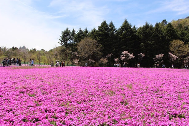 【写真を見る】ほぼ満開を迎えたエリアは、鮮やかなピンクの芝桜で埋め尽くされていた
