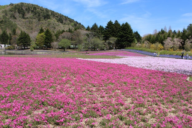昨年から1種類増え、全8品種の芝桜が咲く
