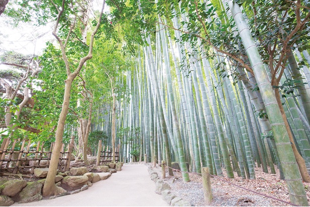 空に向かってまっすぐ伸びる竹の間から、朝日が刺し込みさわやか。鎌倉有数の観光名所だ