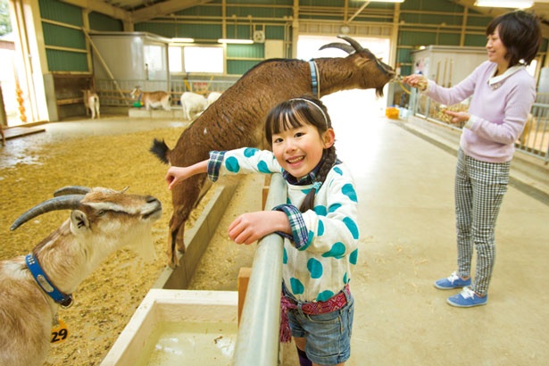 【写真を見る】一生懸命エサのおねだりをしてくる、愛らしいヤギの姿/奈良県営 うだ・アニマルパーク