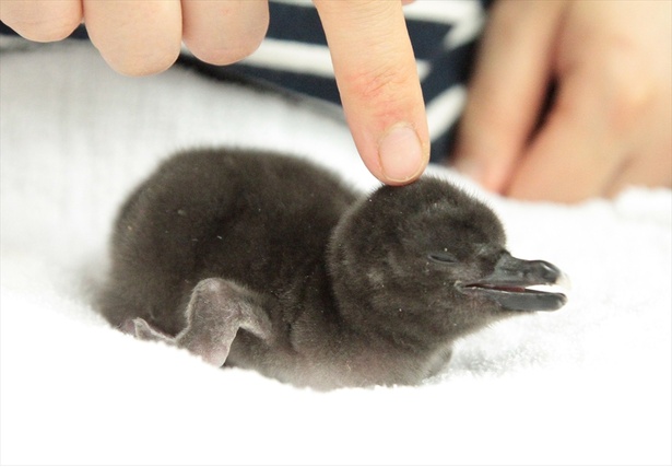 Gwに会いに行こう 赤ちゃんペンギンがすみだ水族館で公開開始 ウォーカープラス