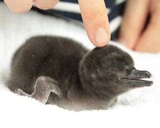 GWに会いに行こう！赤ちゃんペンギンがすみだ水族館で公開開始