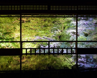 1日150人限定！京都・瑠璃光院の青もみじが初のライトアップ