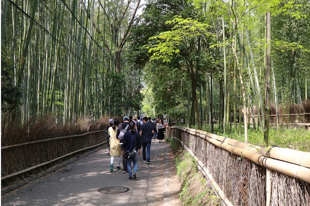 散策途中の竹林でひんやりとした風を浴びれば疲れた体もリフレッシュ