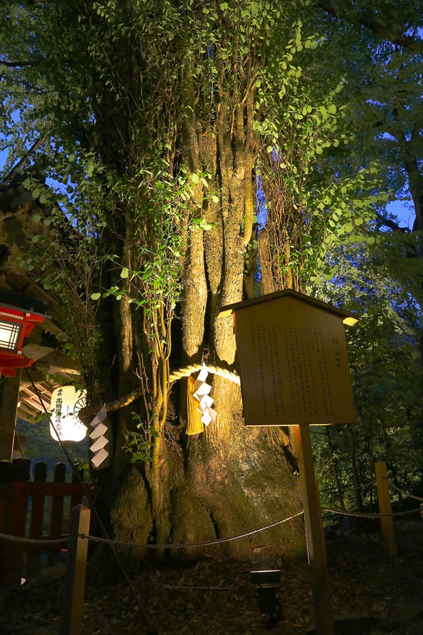 貴船神社の御神木である桂もライトアップ