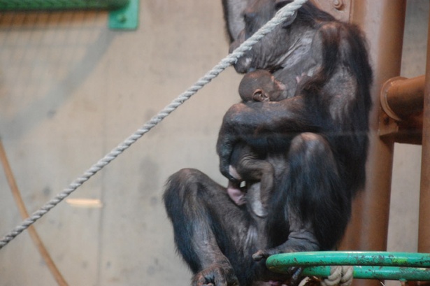 旭山動物園/チンパンジーの「チロ」に抱かれる「二コル」