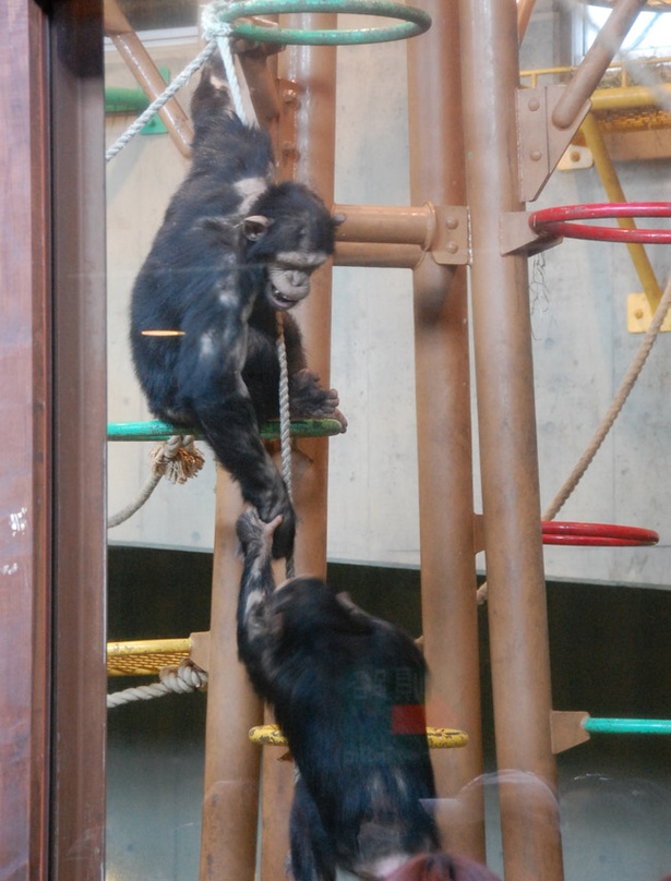 旭山動物園/屋内放飼場で遊ぶチンパンジーたち