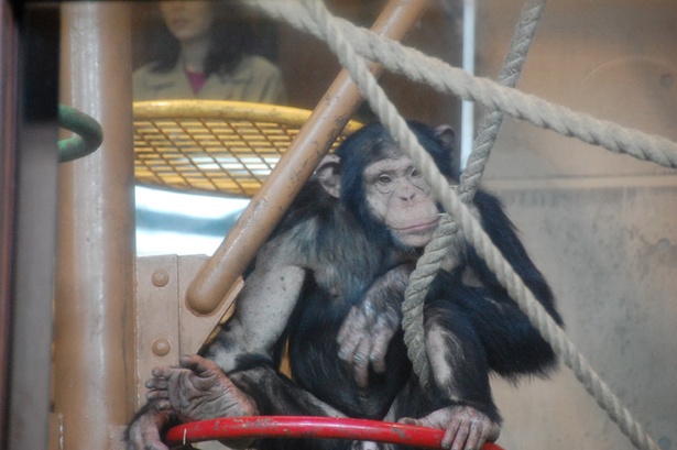 旭山動物園/チンパンジーの「コースケ」。お母さんの「ミコ」は旭山動物園で唯一の野生生まれ