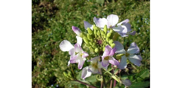 五木大根の花。薄い赤で縁取られています。花が枯れて種をつけたら採種し、来年もまたこれを播いて五木大根を作りつづけます。