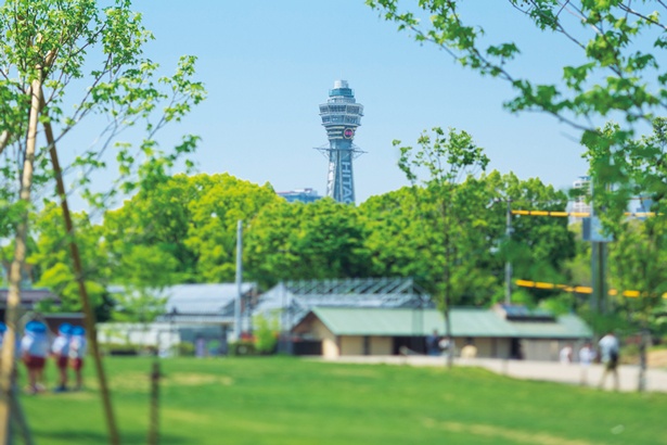 民間のノウハウを生かして大ヒット 大阪の都市型公園 てんしば が愛される秘密 ウォーカープラス