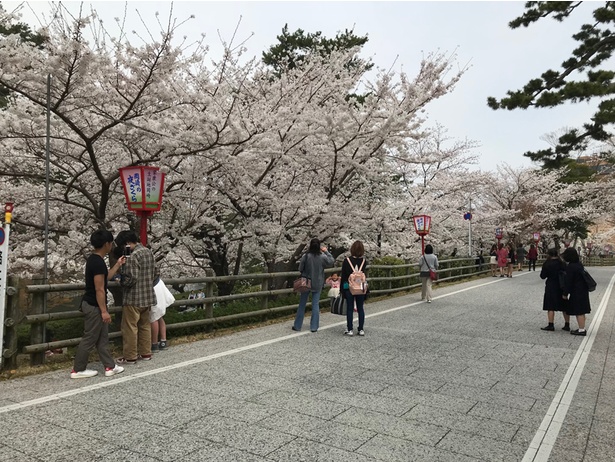 岡崎公園は桜が満開でした！