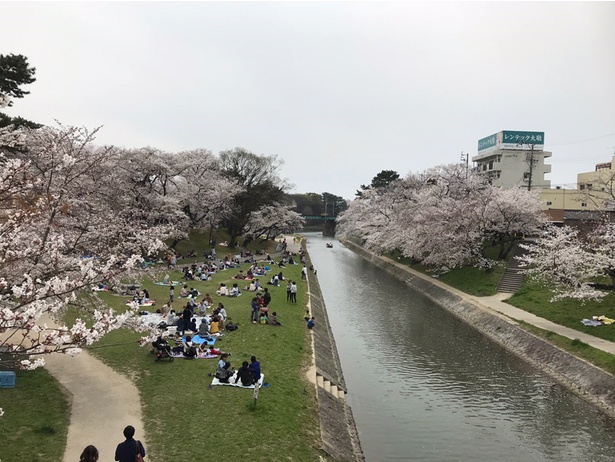 画像6 22 梅本まどかのライダー ライター Vol 19 満開の桜を目指して 春の岡崎を走る 後編 ウォーカープラス