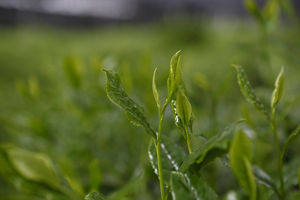 茶葉に覆いをする事で、濃く鮮やかな緑色に。うま味が強く渋みの抑えられた茶葉に仕上がる。