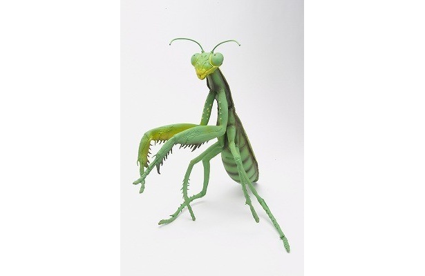 【写真】こんな攻撃的な巨大カマキリも！