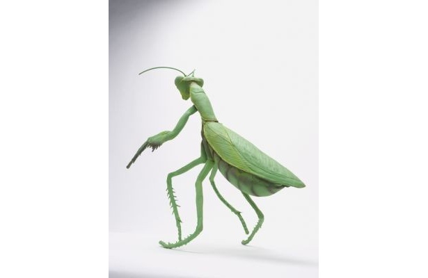 「メガカマキリ」