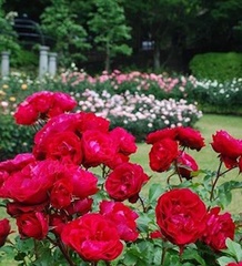散策が楽しめるローズウオークには約2000本のバラが咲く