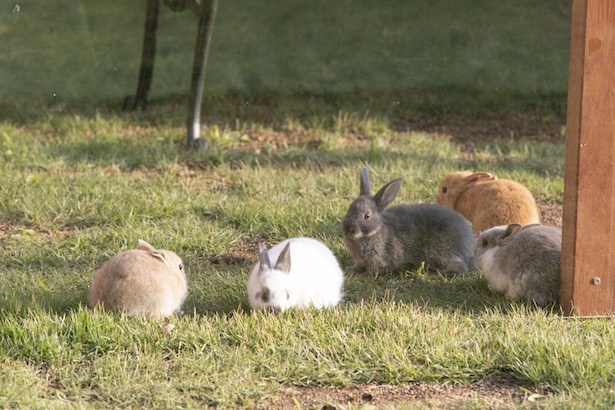 千葉の足元には、かわいらしいウサギがいっぱい！