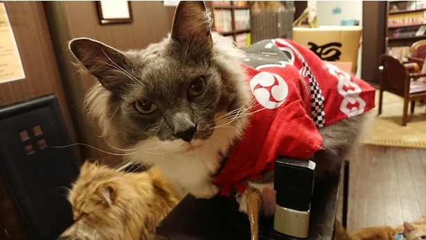 画像2 2 猫もお祭りムード 秋葉原の猫カフェ Cat Cafe Nyanny Akiba で猫が法被 浴衣姿に ウォーカープラス